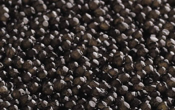 Caviar extract 20 liters